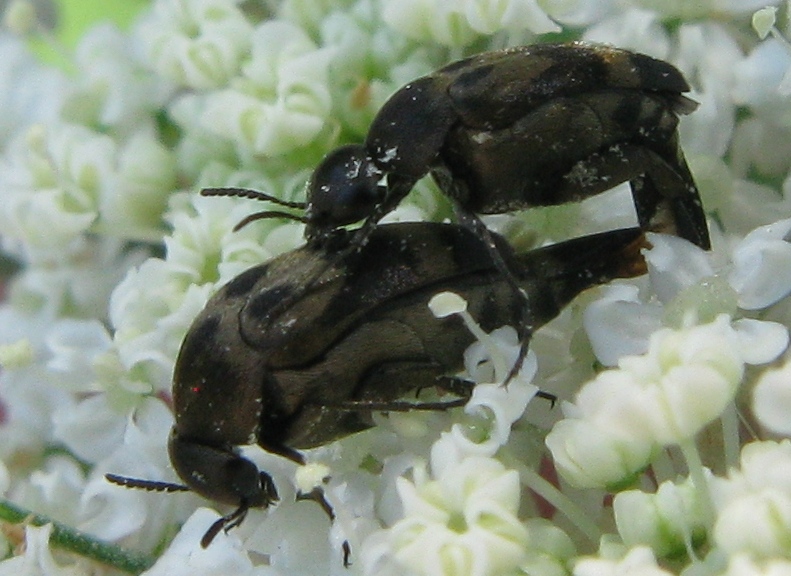 Per favore, mord(ell)imi sul collo